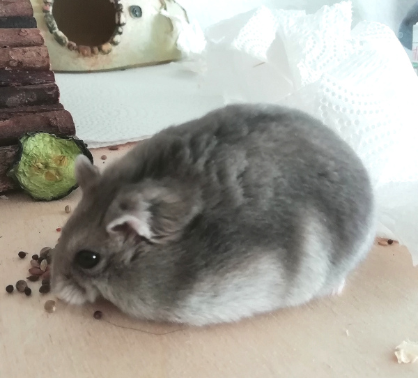 Sneezy3%20%282%29.jpg
