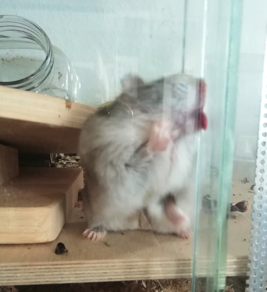 Sneezy3%20%286%29.jpg