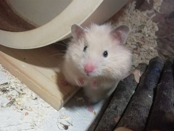 Bild von Tauriel, geb. 01.03.2023