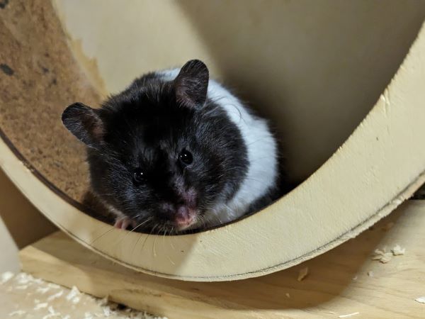 Bild von Yennefer, ausgewachsen
