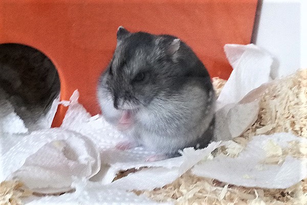 Bild von Ymir, ausgewachsen