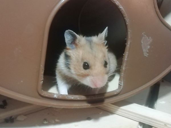 Bild von Yumi, geb. 25.07.2023