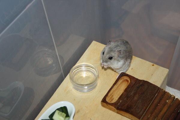 Bild von Kenji, ausgewachsen
