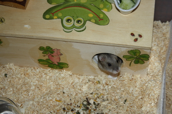 Bild von Yasmina, ausgewachsen
