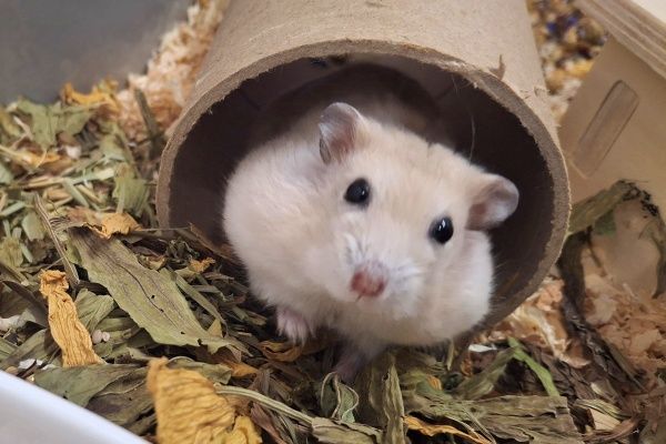 Bild von Blümchen, ausgewachsen