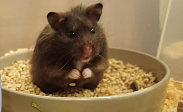 Bild von Chocolate, geb. Dezember 2023