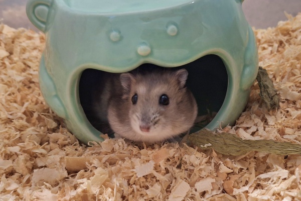 Bild von Cloe, geb. ca. Mai 2026