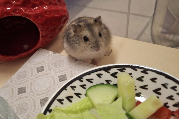 Bild von Ginni, geb. 07.05.2025