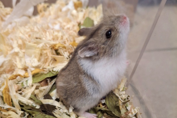 Bild von Hedwig, geb. ca 07.08.2025