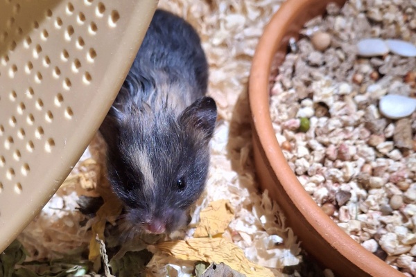 Bild von Jara, geb. Anfang Januar 2026