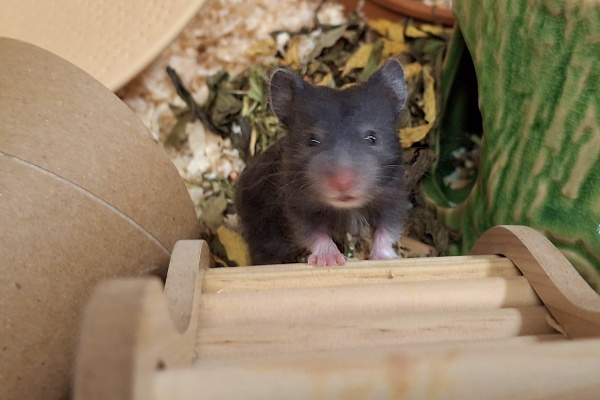 Bild von Jette, geb. Anfang Januar 2026