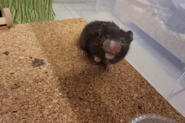 Bild von Jill, geb. Anfang Januar