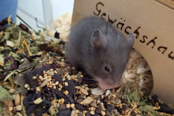 Bild von Jonah, geb. Anfang Januar 2026