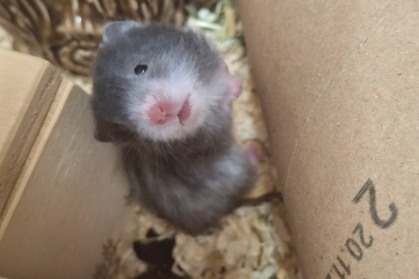 Bild von Joshi, geb. Anfang Januar 2026