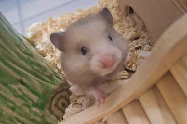 Bild von Juna, geb. Anfang Januar 2026