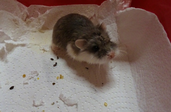 LittleJoe01.JPG
