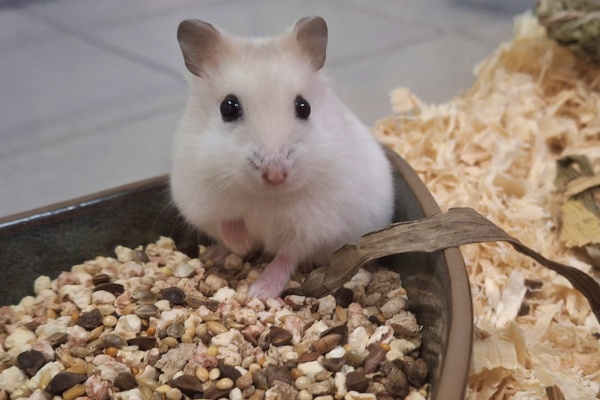 Bild von Minni, geb. 16. 08.2026