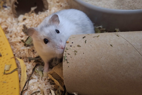 Bild von Oscar, geb. ca.Dezember 2025