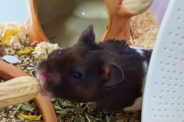 Bild von Ringo, ausgewachsen