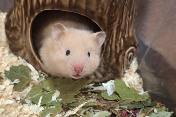 Bild von Sallie, geb. ca. April 2026