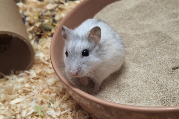 Bild von Tiffi, geb. ca Dezember 2025