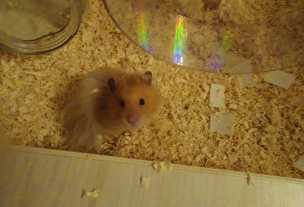 Bild von Tim, ausgewachsen