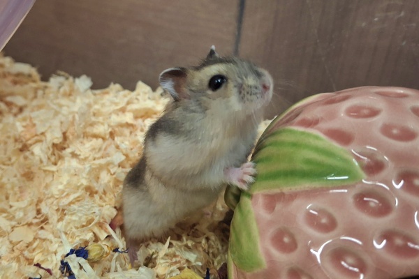 Bild von Vivi, geb. 07.05.2025