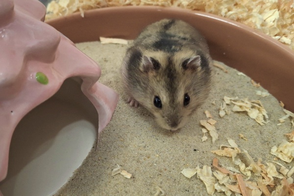 Bild von Zoe, geb. 07.05.2025