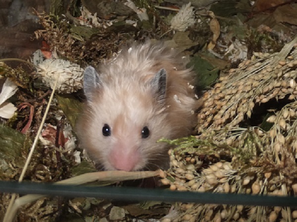Bild von Buddy Butterscotch, geb.Ende Juli 21