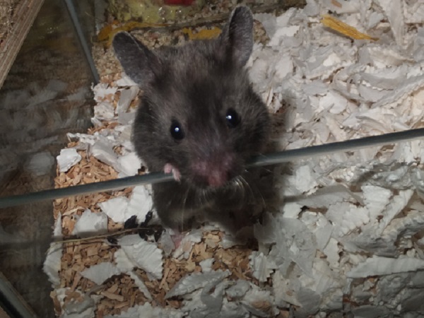 Bild von Kikki Kokosnuss, geb. Ende Juli 2021