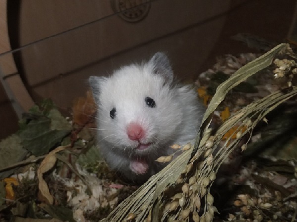 Bild von Marla Marshmallow, geb. Ende Juli 21
