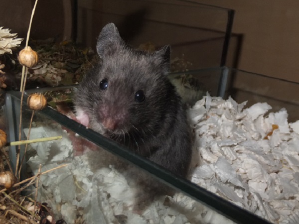 Bild von Peppi Peppermint, geb. Ende Juli 21