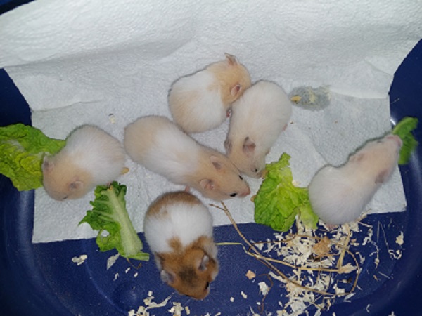 6 Babys.jpg