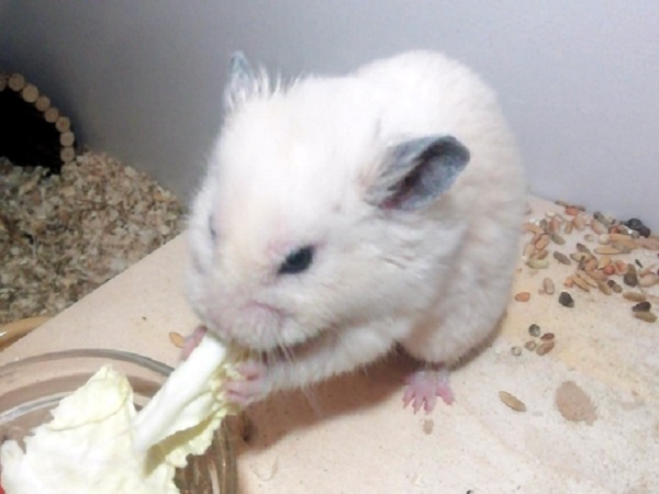 Nougat012.jpg