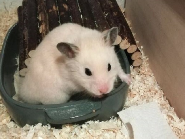 Nougat013.jpg