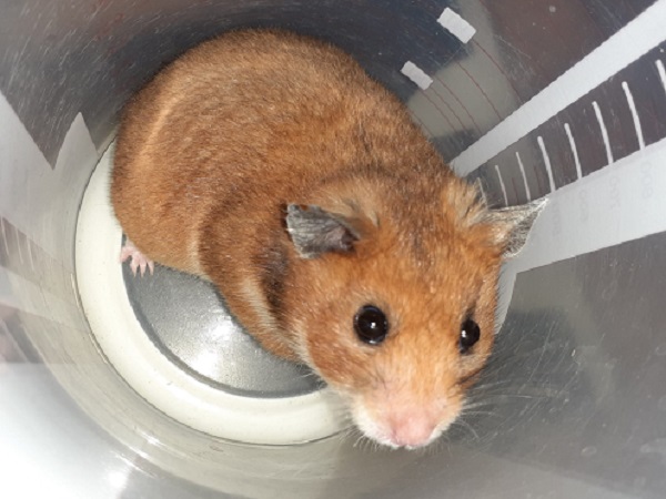 Bild von Amelia Pond, geb. 28.07.2020