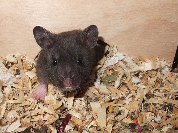 Bild von Arniko, geb. 28.07.2022
