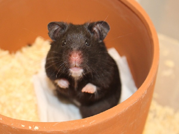 Bild von Hanna, geb. Anfang Januar 2025