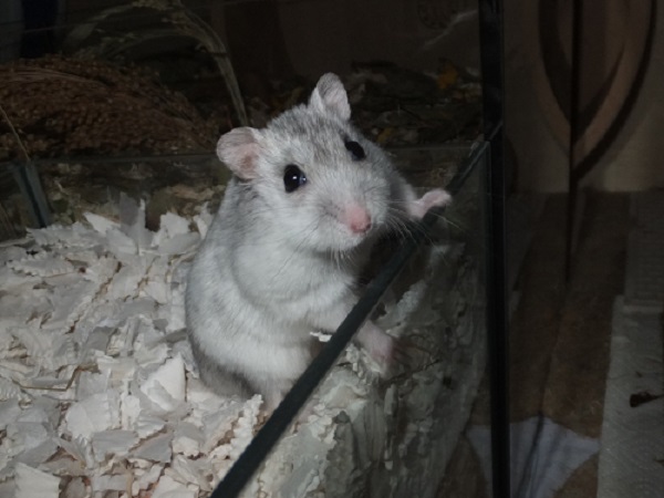 herbie1.JPG