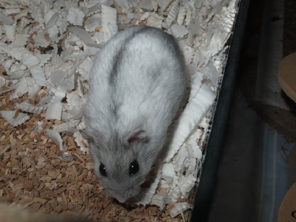 herbie2.JPG