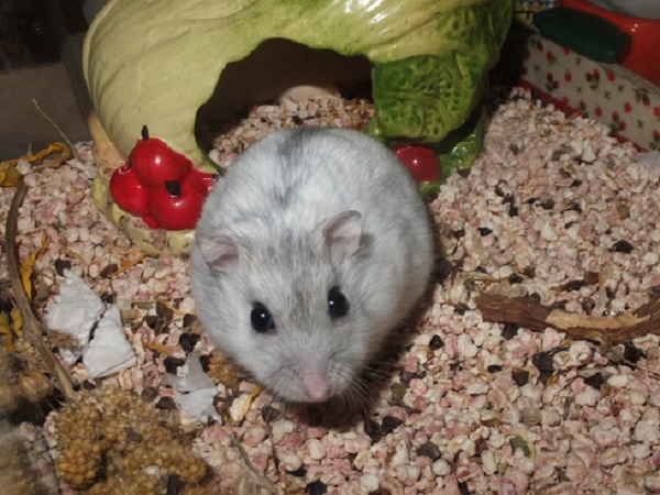 herbie4.JPG