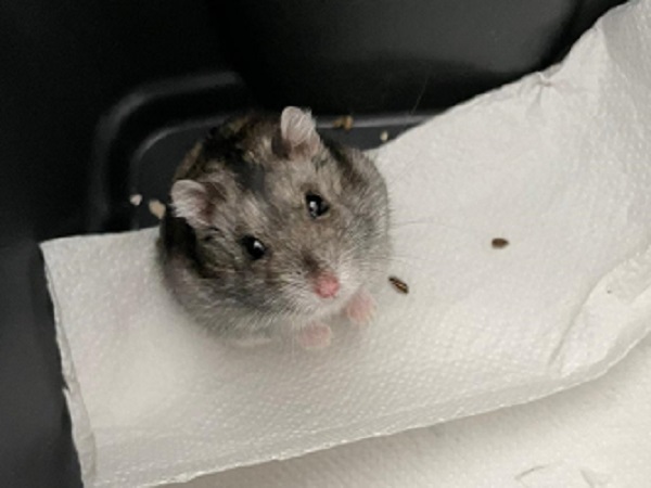 herrschnuerschuh.jpg