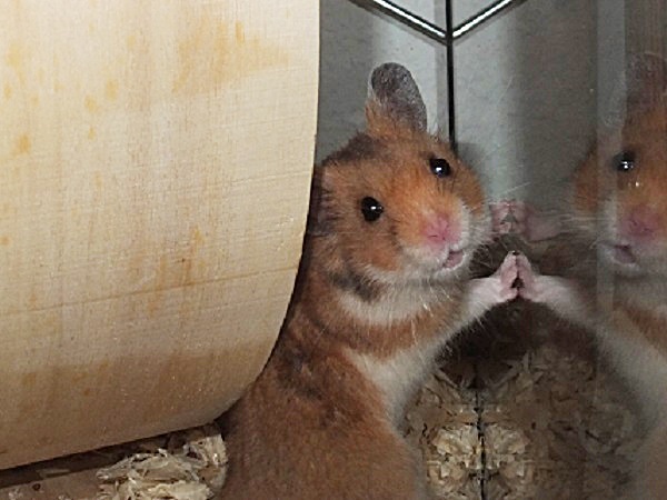 Bild von Mamry, geb. 13.04.2022