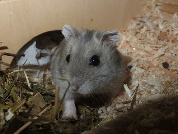 Bild von Muriel, geb. Ende Januar 2021