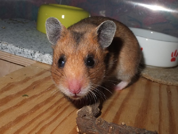 paulinchen6.JPG