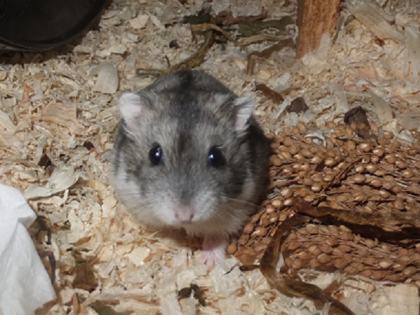 Bild von Penelope, geb. Mai 2021