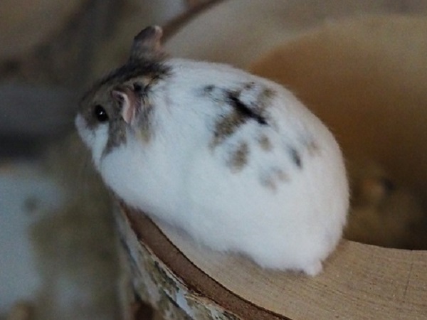 Bild von Manuel, geb. April 2021