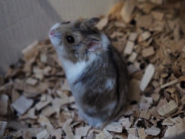 Bild von Robin, geb. April 2021