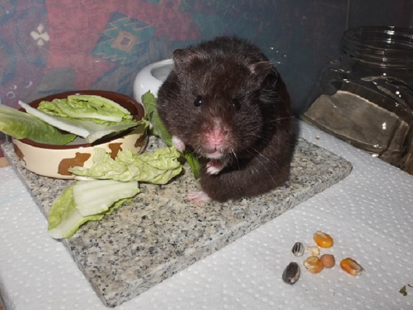 Bild von Suri, geb. November 2024