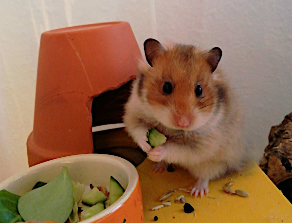 Bild von Doris, ausgewachsen